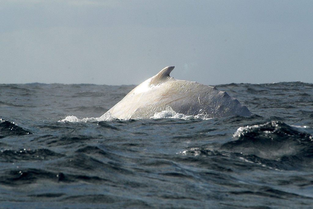 Seltener weisser Wal vor Australien: Ist es  «Migaloo»?