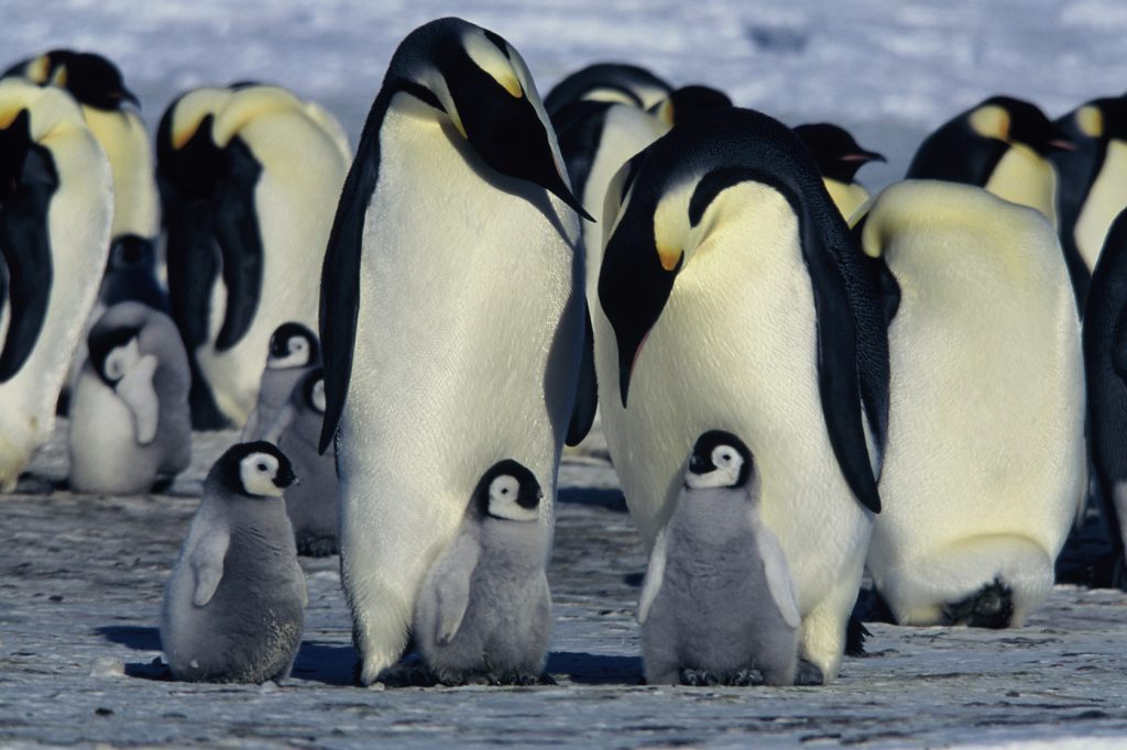 Eisschwund bringt unzähligen Kaiserpinguin-Küken den Tod