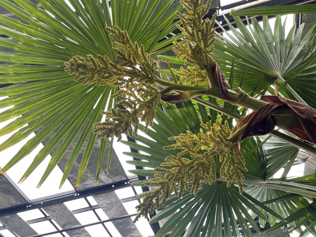 Fragwürdiges Palmenverbot fördert unkontrollierte Ausbreitung