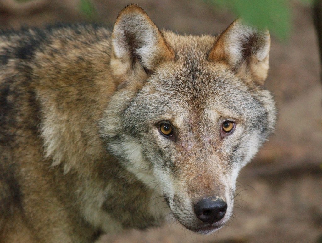 Ein tierischer Rekord: Bündner Wolf wandert fast 2000 Kilometer nach Ungarn