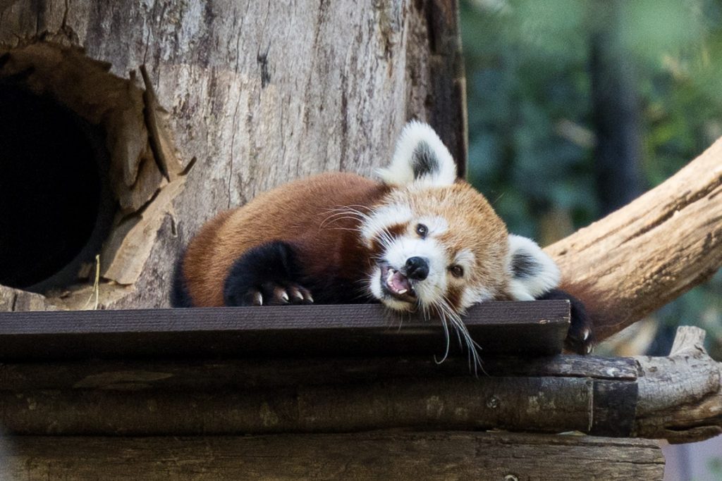 Roter Panda im Heidelberger Zoo geboren