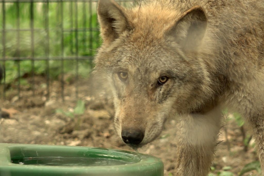 Die Wölfe sind zurück im Tierpark Lange Erlen