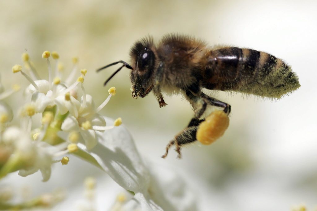 Pollen erhöhen laut Studie den Blutdruck
