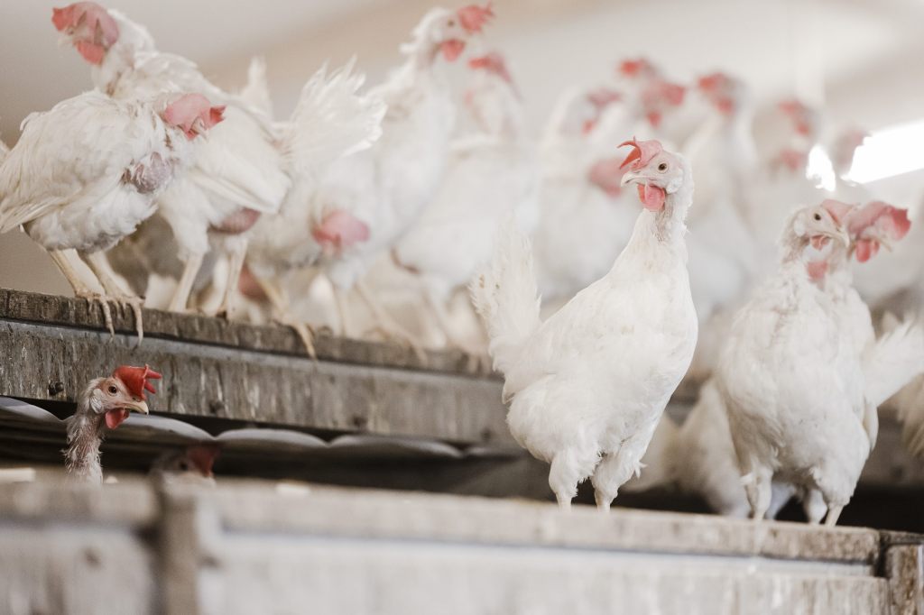 Erster Mensch stirbt an neuem Vogelgrippe-Virus