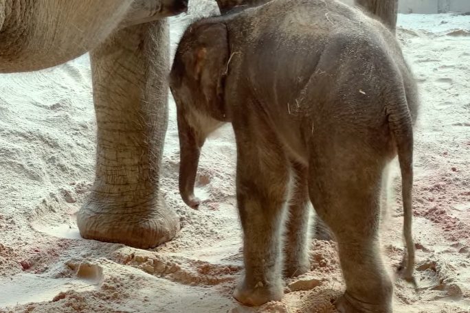 Elefantenkalb kommt an Ostern zur Welt